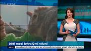 Obrázek